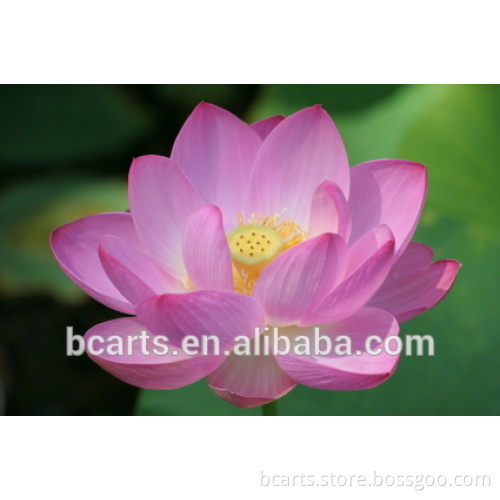 Swell lotus painting wall decor Chinese style oil painting lotus flower oil